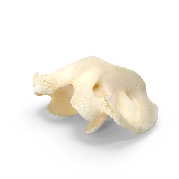Horse ( Equus Ferus Caballus ) Atlas Cervical Vertebrae Bone PNG & PSD Images