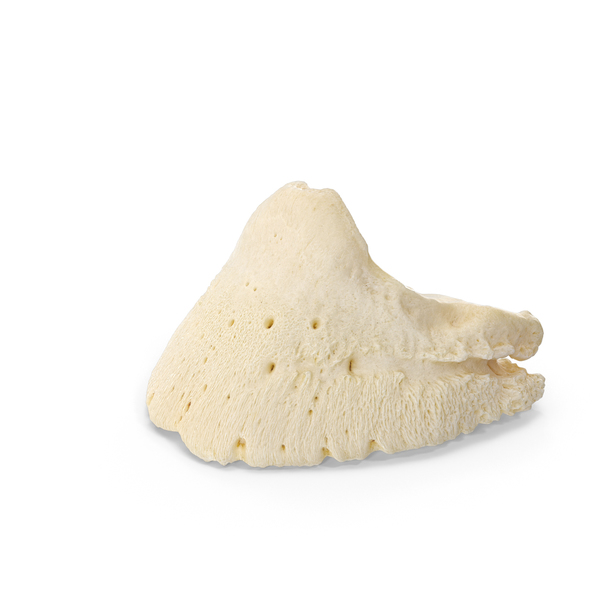 Horse ( Equus Ferus Caballus ) Coffin Bone ( Os ungulare ) Low PNG & PSD Images Horse ( Equus Ferus Caballus ) Coffin Bone ( Os ungulare ) Low PNG & PSD Images
