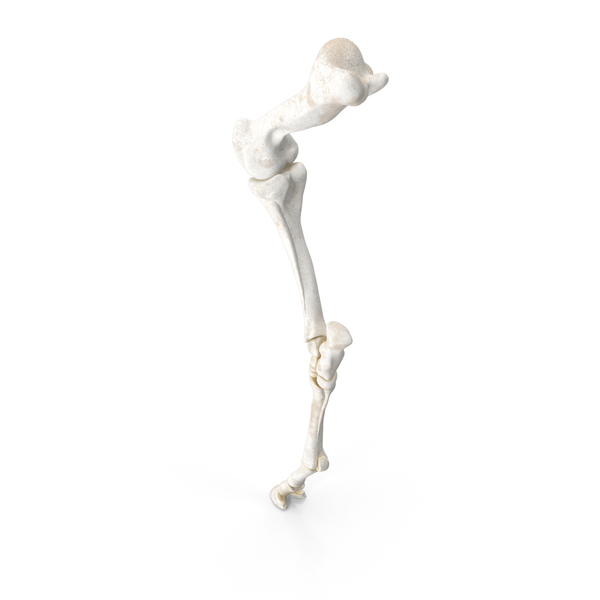 Animal Skeleton: Horse Front Leg Bones PNG & PSD Images Animal Skeleton: Horse Front Leg Bones PNG & PSD Images