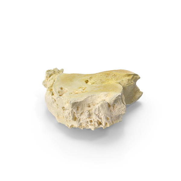 Horse Tarsal Bone III PNG & PSD Images Horse Tarsal Bone III PNG & PSD Images