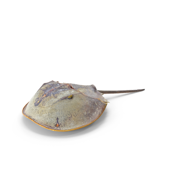 Horseshoe Crab PNG & PSD Images