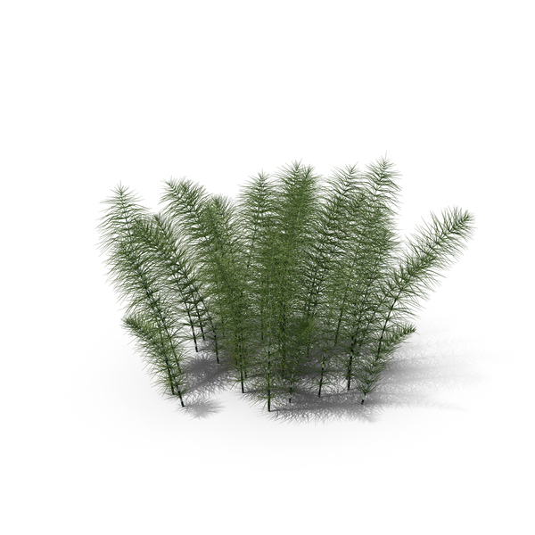 Plants: Horsetail PNG & PSD Images Plants: Horsetail PNG & PSD Images