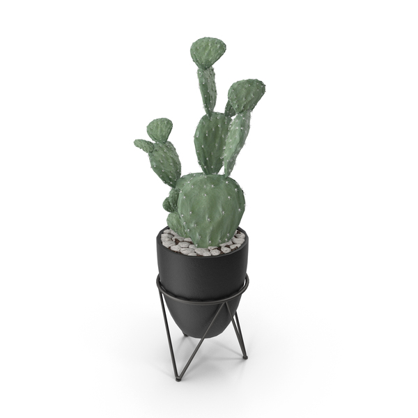 Cactus: House Plant PNG & PSD Images Cactus: House Plant PNG & PSD Images