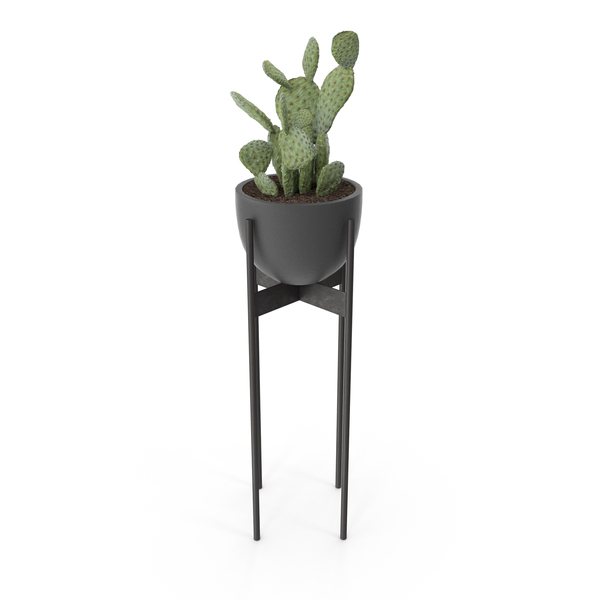 Cactus: House Plant PNG & PSD Images Cactus: House Plant PNG & PSD Images