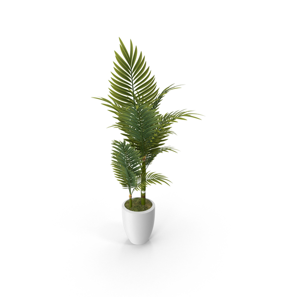 Flower Pot: House Plant PNG & PSD Images Flower Pot: House Plant PNG & PSD Images