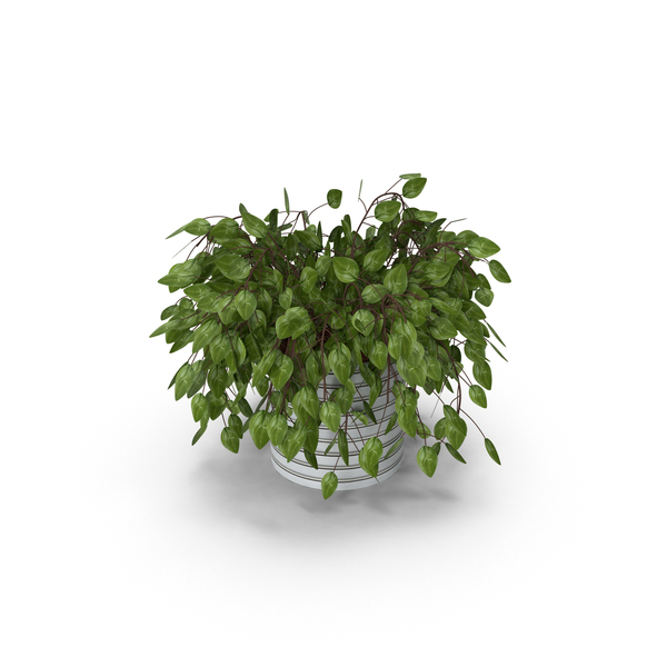 Flower Pot: House Plant PNG & PSD Images Flower Pot: House Plant PNG & PSD Images