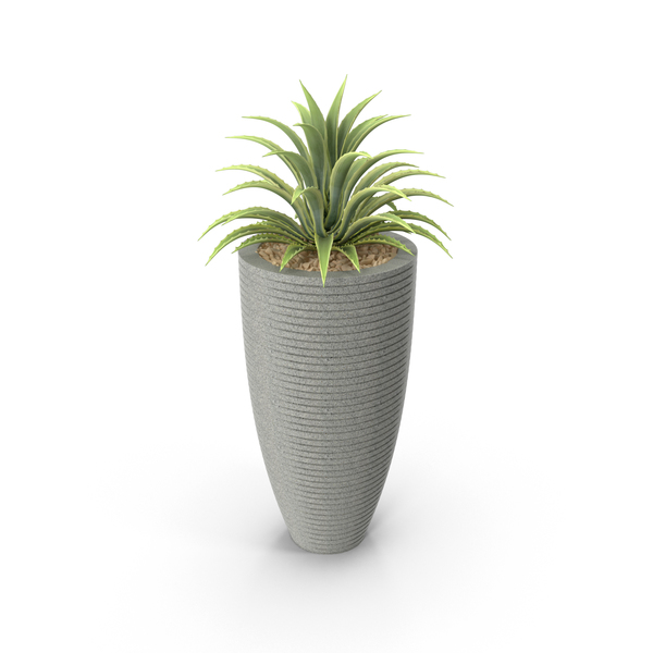 Flower Pot: House Plant PNG & PSD Images Flower Pot: House Plant PNG & PSD Images