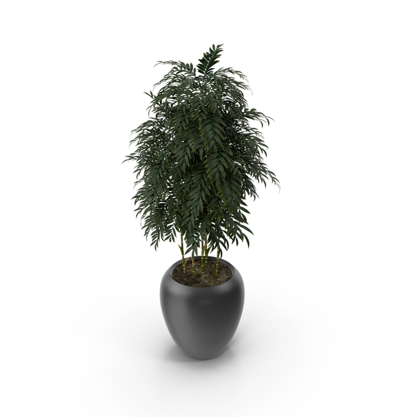 Flower Pot: House Plant PNG & PSD Images Flower Pot: House Plant PNG & PSD Images
