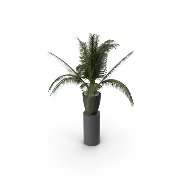 Flower Pot: House Plant PNG & PSD Images Flower Pot: House Plant PNG & PSD Images