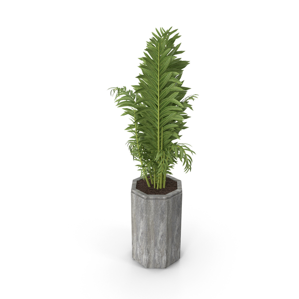 Palm Tree: House Plant PNG & PSD Images