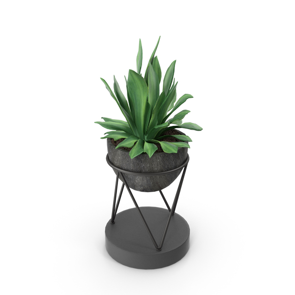 Plants: House Plant PNG & PSD Images Plants: House Plant PNG & PSD Images