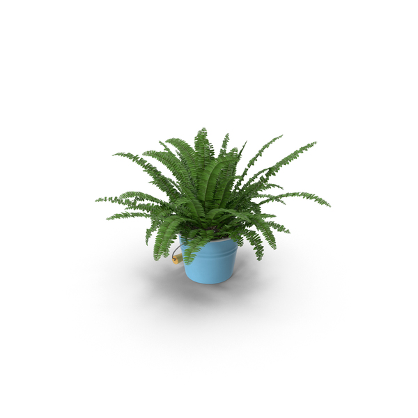 Plants: House Plant PNG & PSD Images