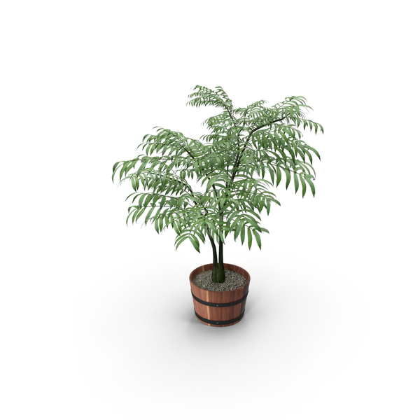 Plants: Houseplant PNG & PSD Images Plants: Houseplant PNG & PSD Images