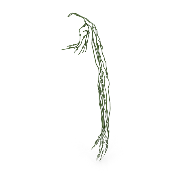 Human Arm Lymphatic System PNG & PSD Images Human Arm Lymphatic System PNG & PSD Images
