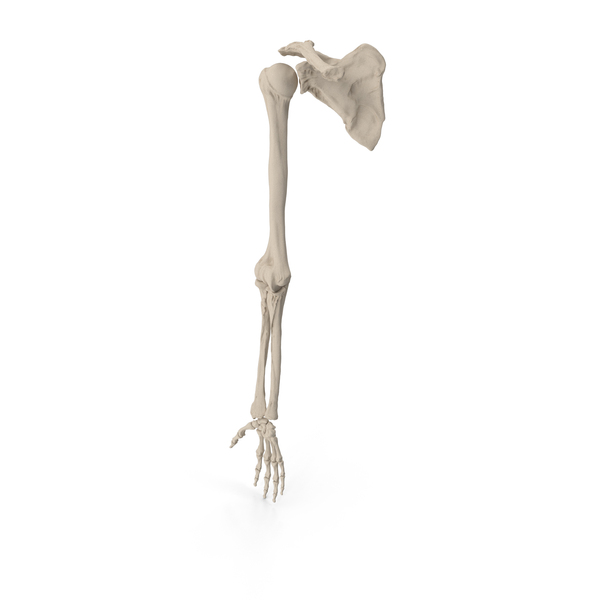 Hand: Human Arm Skeletal Anatomy PNG & PSD Images