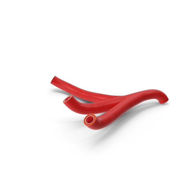Artery: Human Arteries PNG & PSD Images Artery: Human Arteries PNG & PSD Images