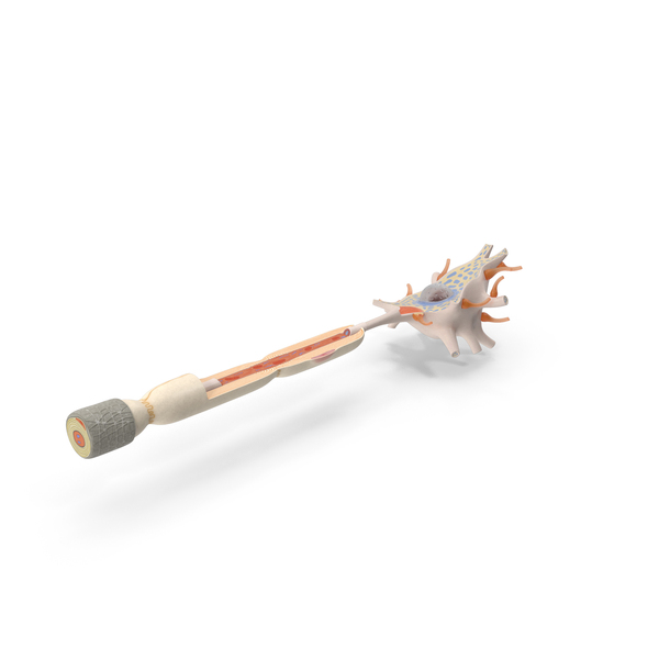 Human Brain Neuron Cross Section Plastic Model PNG & PSD Images