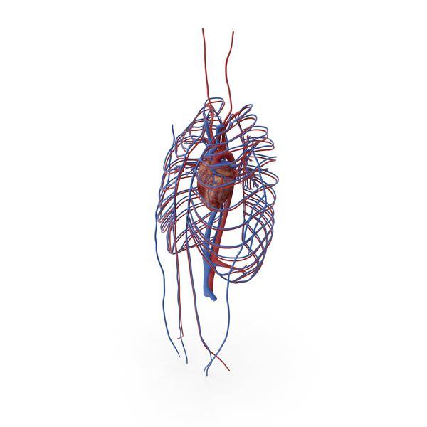 Heart: Human Cardiovascular System PNG & PSD Images Heart: Human Cardiovascular System PNG & PSD Images