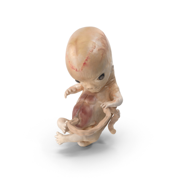 Fetus: Human Embryo 8 Weeks PNG & PSD Images Fetus: Human Embryo 8 Weeks PNG & PSD Images