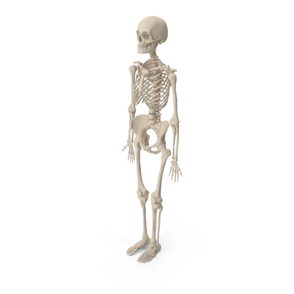 Human Female Skeleton PNG & PSD Images