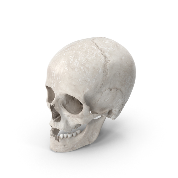 Human Female Skull With Jaw Damaged White PNG & PSD Images Human Female Skull With Jaw Damaged White PNG & PSD Images