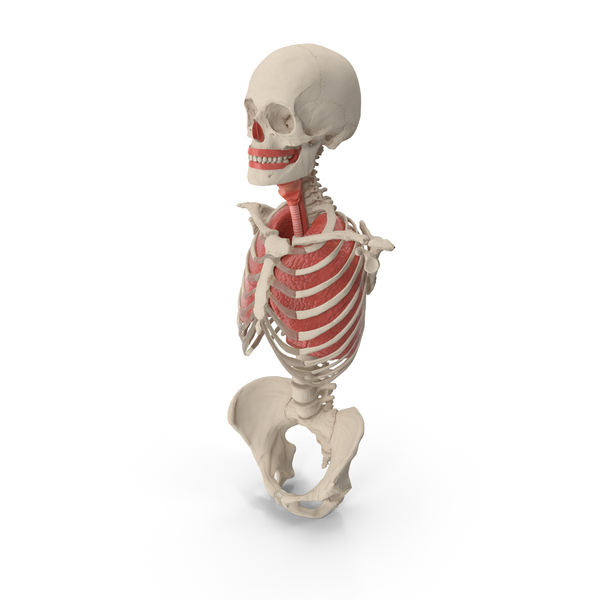Lungs: Human Female Torso Skeleton with Respiratory System PNG & PSD Images Lungs: Human Female Torso Skeleton with Respiratory System PNG & PSD Images