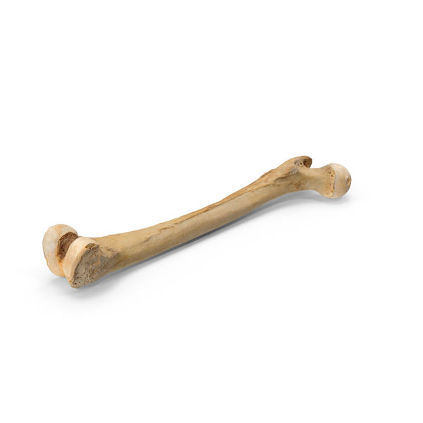 Skeletal Leg: Human Femur Bone PNG & PSD Images
