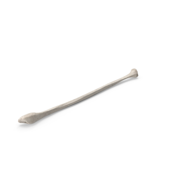 Human Fibula Bone White PNG & PSD Images Human Fibula Bone White PNG & PSD Images