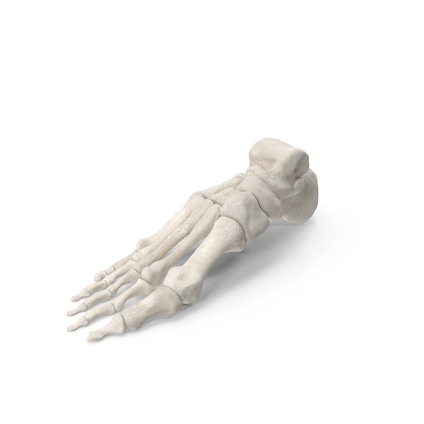 Skeletal: Human Foot Bones PNG & PSD Images Skeletal: Human Foot Bones PNG & PSD Images