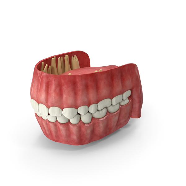 Human Gums Teeth and Tongue PNG & PSD Images Human Gums Teeth and Tongue PNG & PSD Images