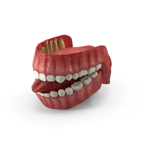 Canine: Human Gums Teeth and Tongue PNG & PSD Images Canine: Human Gums Teeth and Tongue PNG & PSD Images