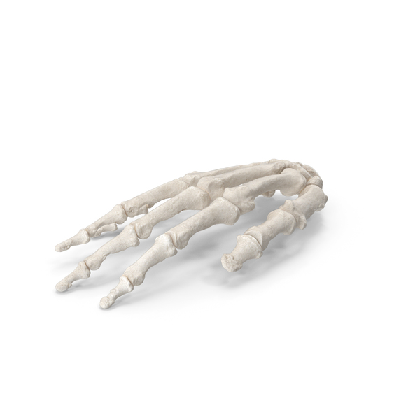 Skeletal: Human Hand Bones Anatomy White PNG & PSD Images