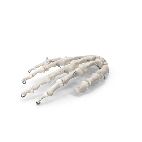 Skeletal: Human Hand Bones Anatomy With Wire White PNG & PSD Images Skeletal: Human Hand Bones Anatomy With Wire White PNG & PSD Images