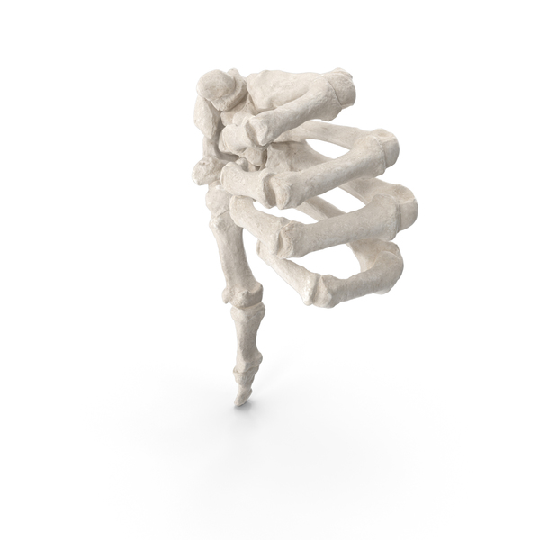 Skeletal: Human Hand Bones White Dislike Sign PNG & PSD Images Skeletal: Human Hand Bones White Dislike Sign PNG & PSD Images