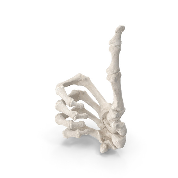 Human Hand Bones White Thumbs Up Sign PNG & PSD Images Human Hand Bones White Thumbs Up Sign PNG & PSD Images