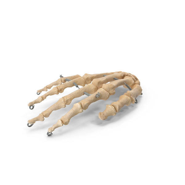 Skeletal: Human Hand Bones with Wire PNG & PSD Images