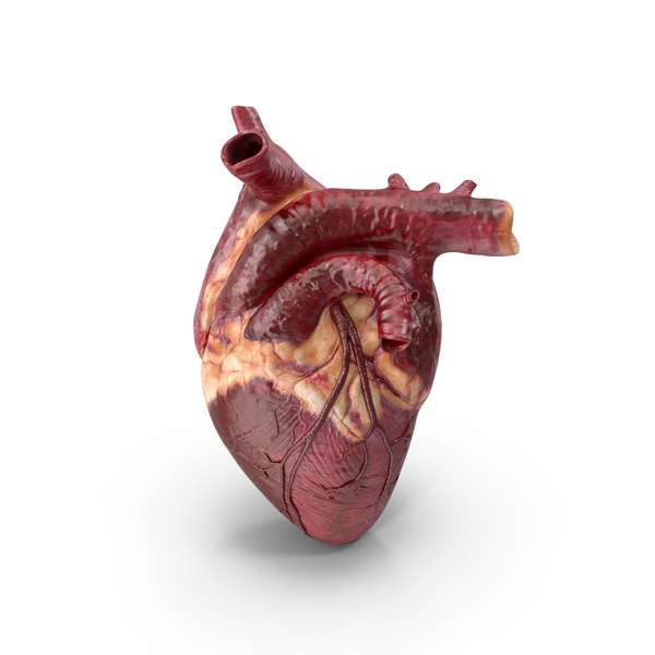 Human Heart PNG & PSD Images