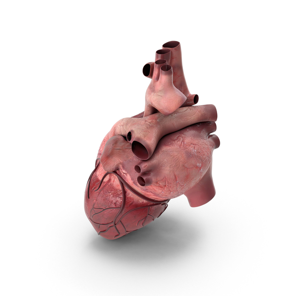 Human Heart PNG & PSD Images Human Heart PNG & PSD Images