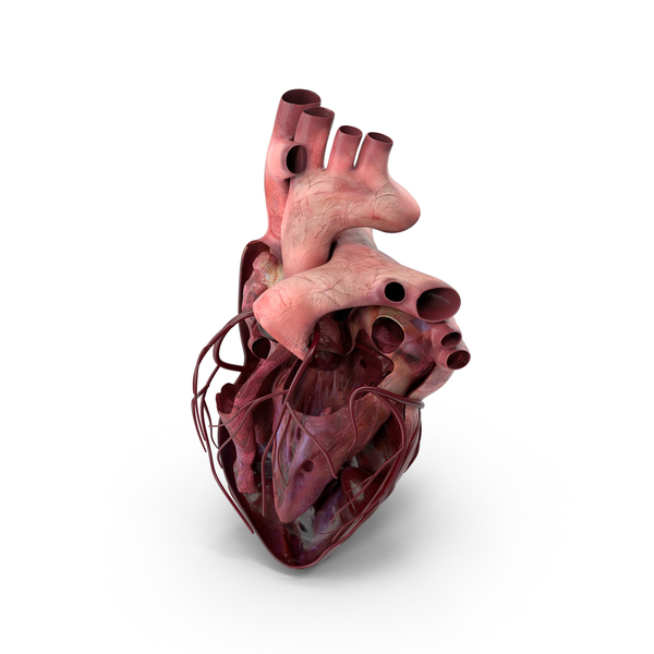 Human Heart PNG & PSD Images Human Heart PNG & PSD Images