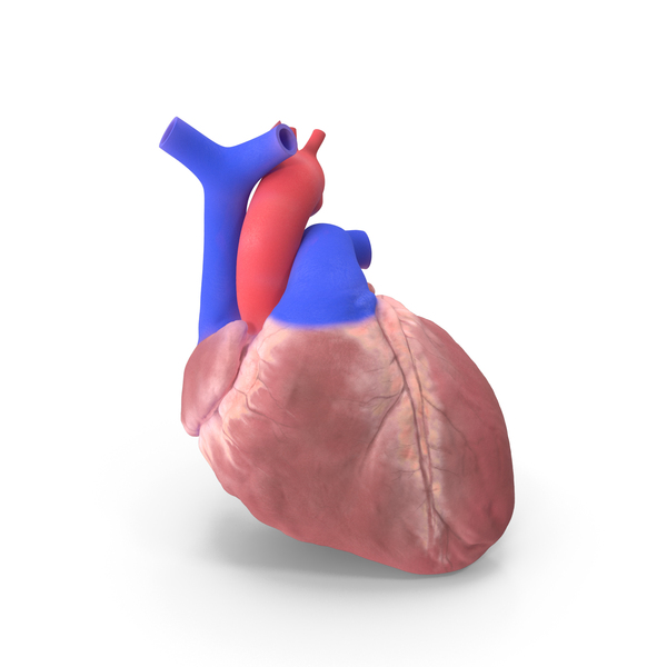 Human Heart PNG Images & PSDs for Download | PixelSquid - S122540332