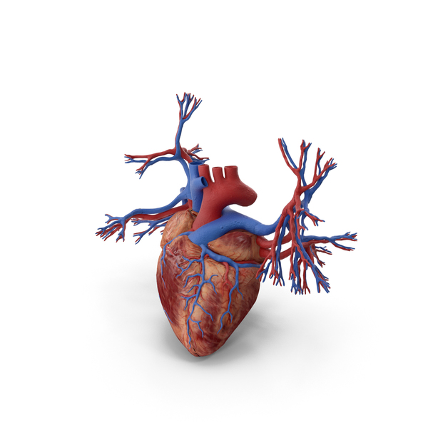 Human Heart and Bronchi PNG & PSD Images