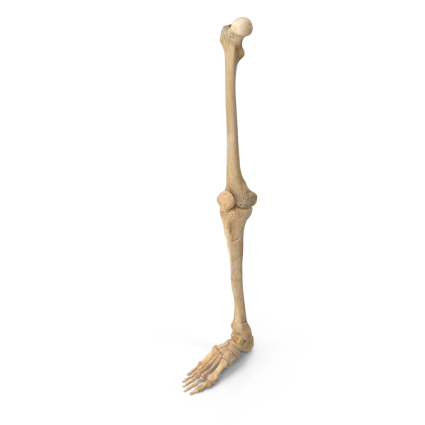 picture of human leg bones