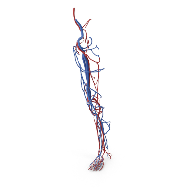Human Leg Cardiovascular System PNG & PSD Images Human Leg Cardiovascular System PNG & PSD Images