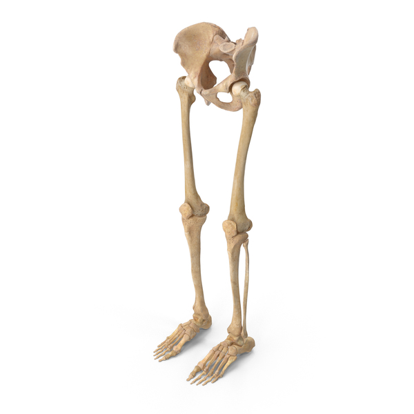Male Skeleton: Human Legs and Pelvis Bones PNG & PSD Images Male Skeleton: Human Legs and Pelvis Bones PNG & PSD Images