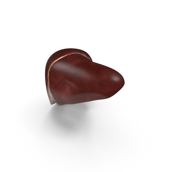 Human Liver PNG & PSD Images Human Liver PNG & PSD Images