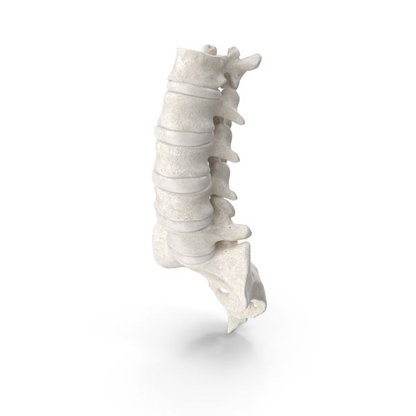 Human Lumbar and Sacrum Vertebrae L1 to S5 Bones With Intervertebral ...