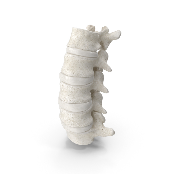 Spine: Human Lumbar Vertebrae L1 to L5 Bones With Intervertebral Disks White PNG & PSD Images
