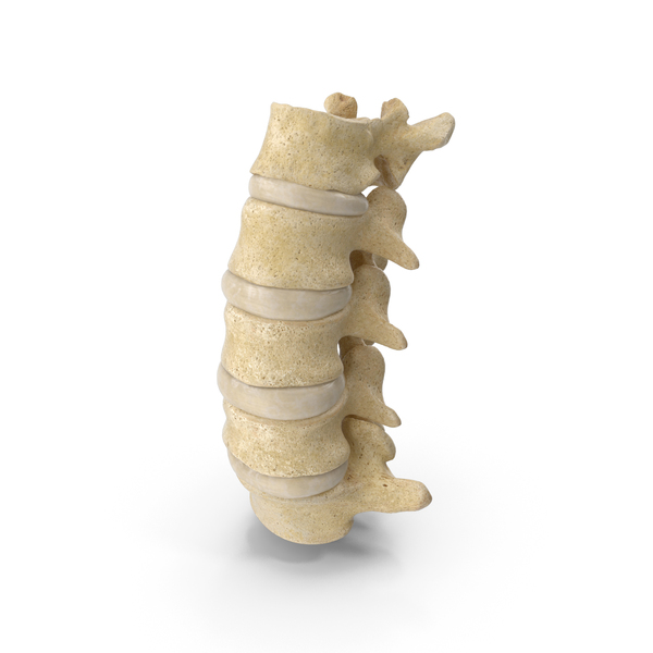 Spine: Human Lumbar Vertebrae L1 to L5 Bones With Intervertibral Disks 01 PNG & PSD Images