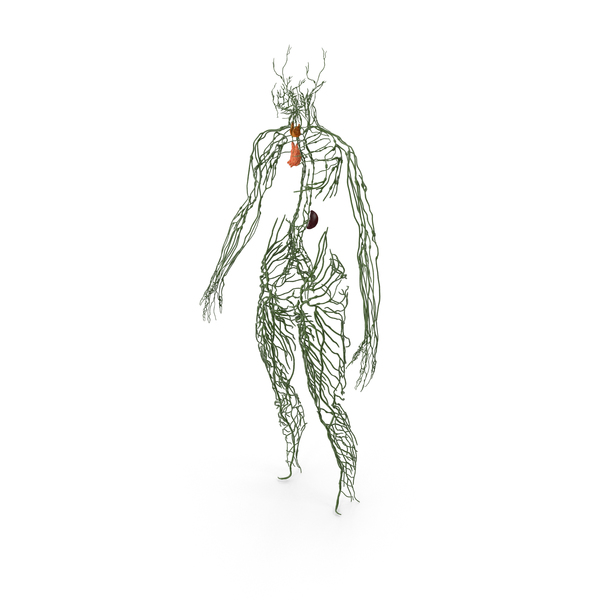 Human Lymphatic System Full Body PNG Images & PSDs for Download ...