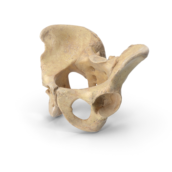 Human Male Pelvis Sacrum Ilium Ischium Pubic PNG & PSD Images Human Male Pelvis Sacrum Ilium Ischium Pubic PNG & PSD Images